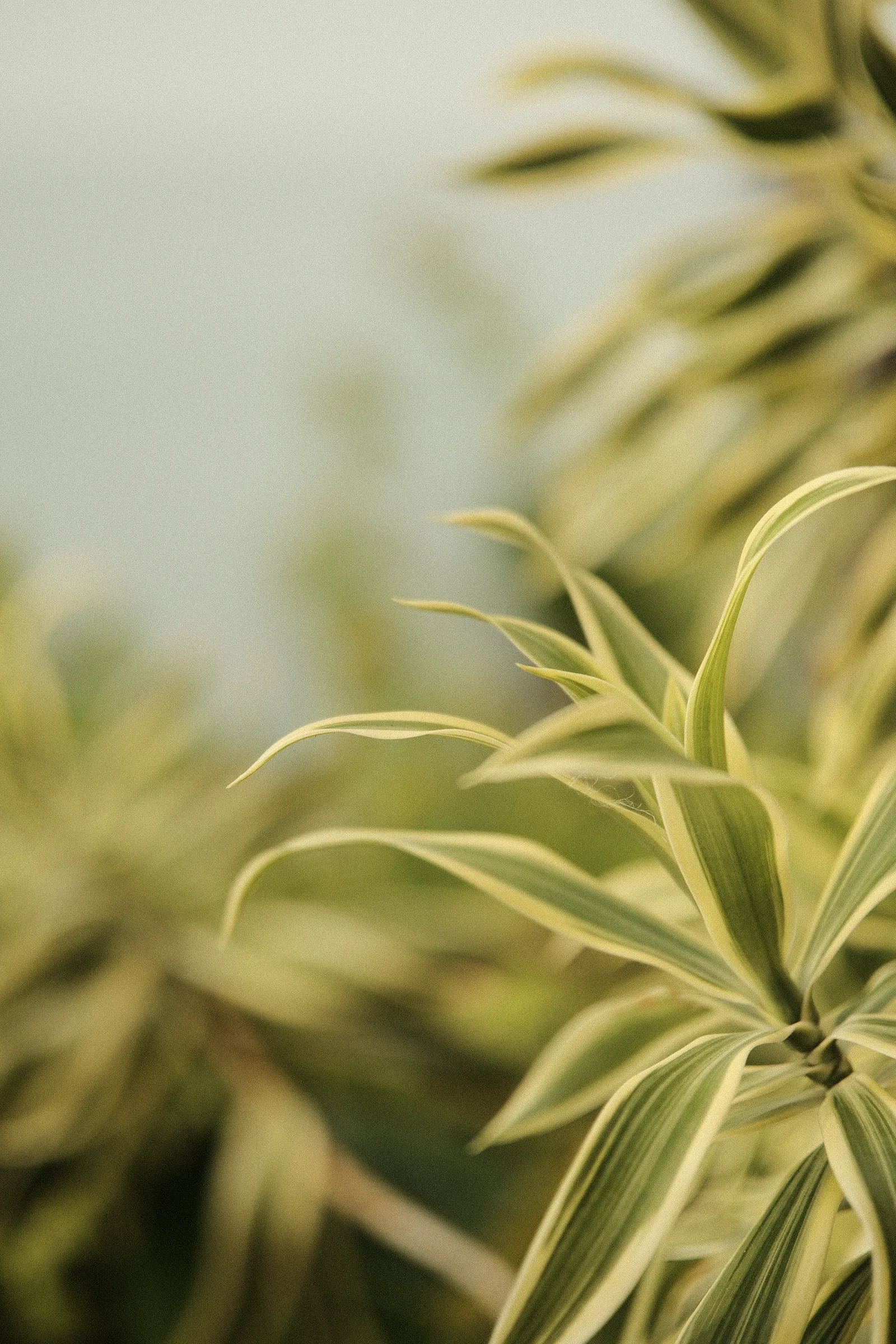 Balinese Bokeh - Photo