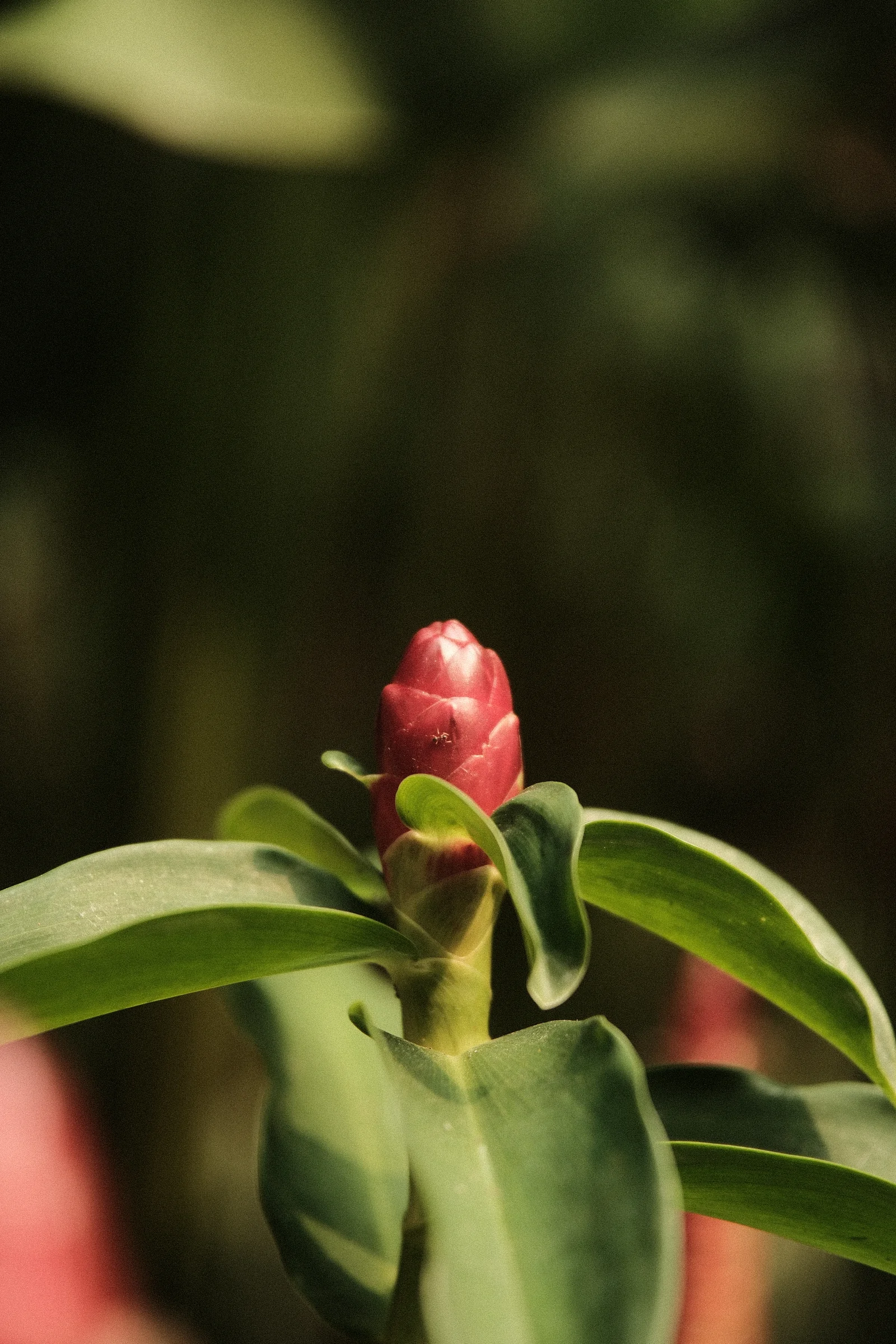 Balinese Bokeh - Photo