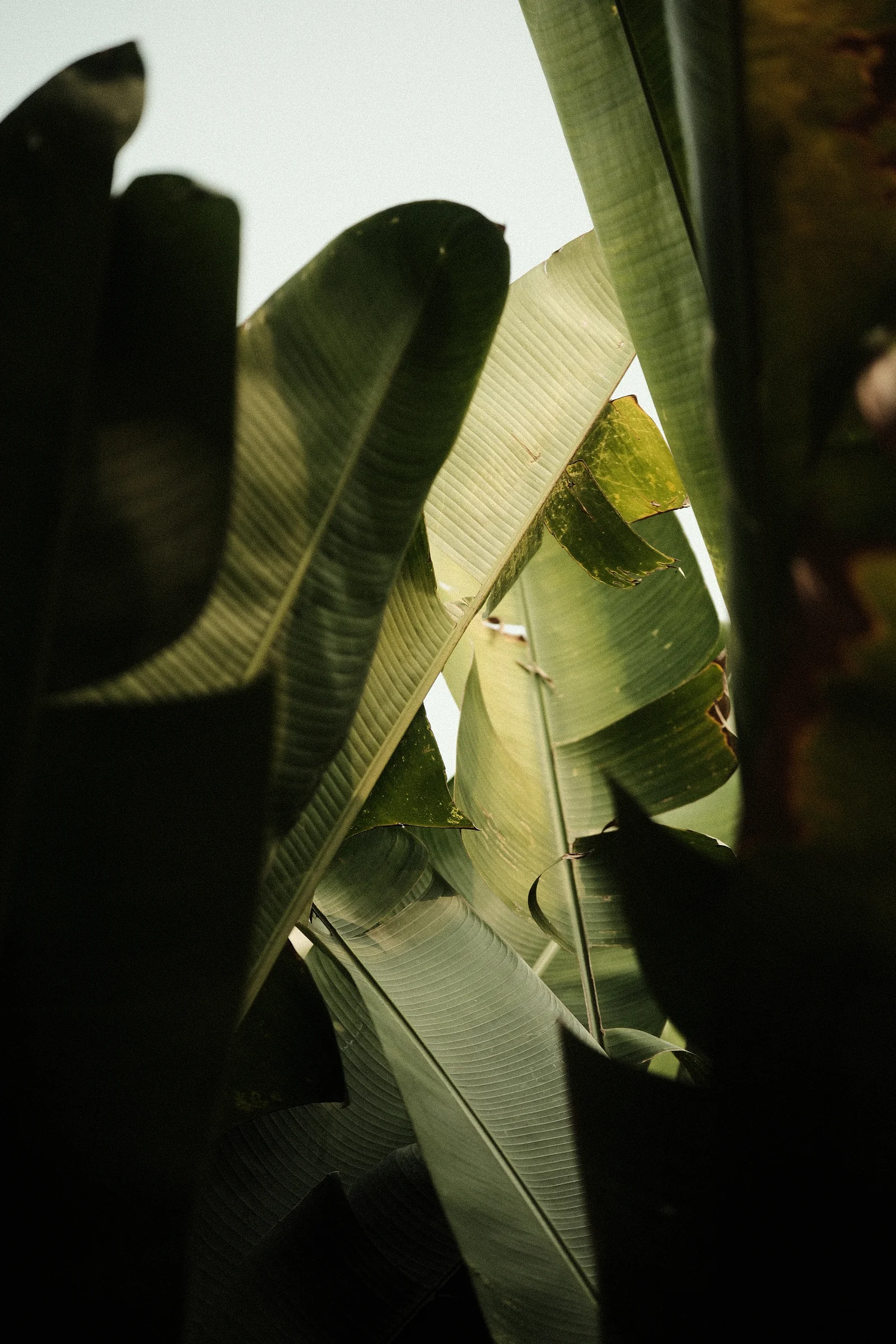 Balinese Bokeh - Photo