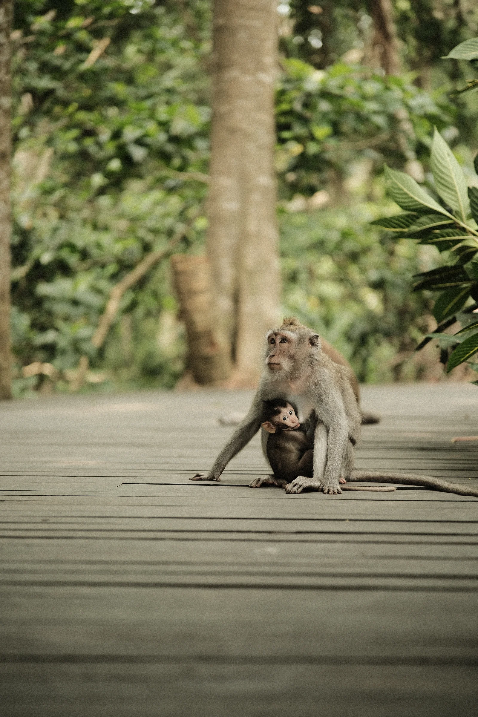 Balinese Bokeh - Photo