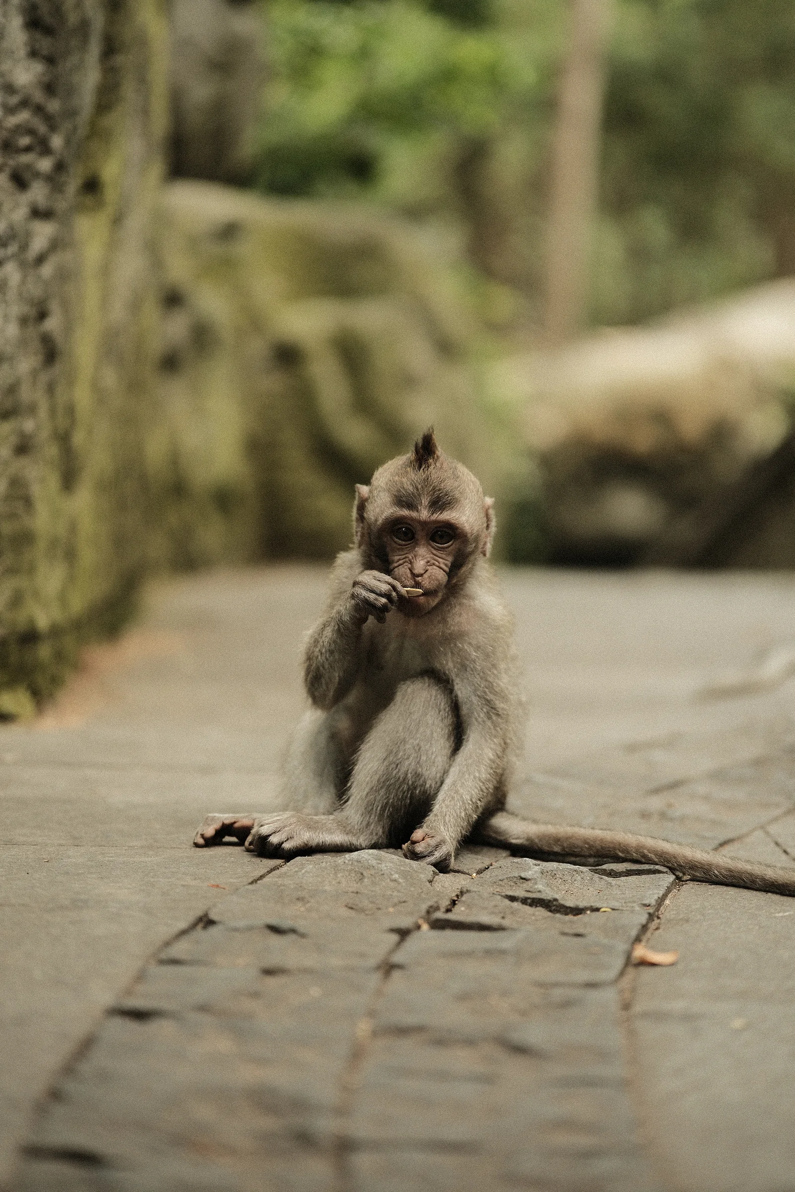 Balinese Bokeh - Photo