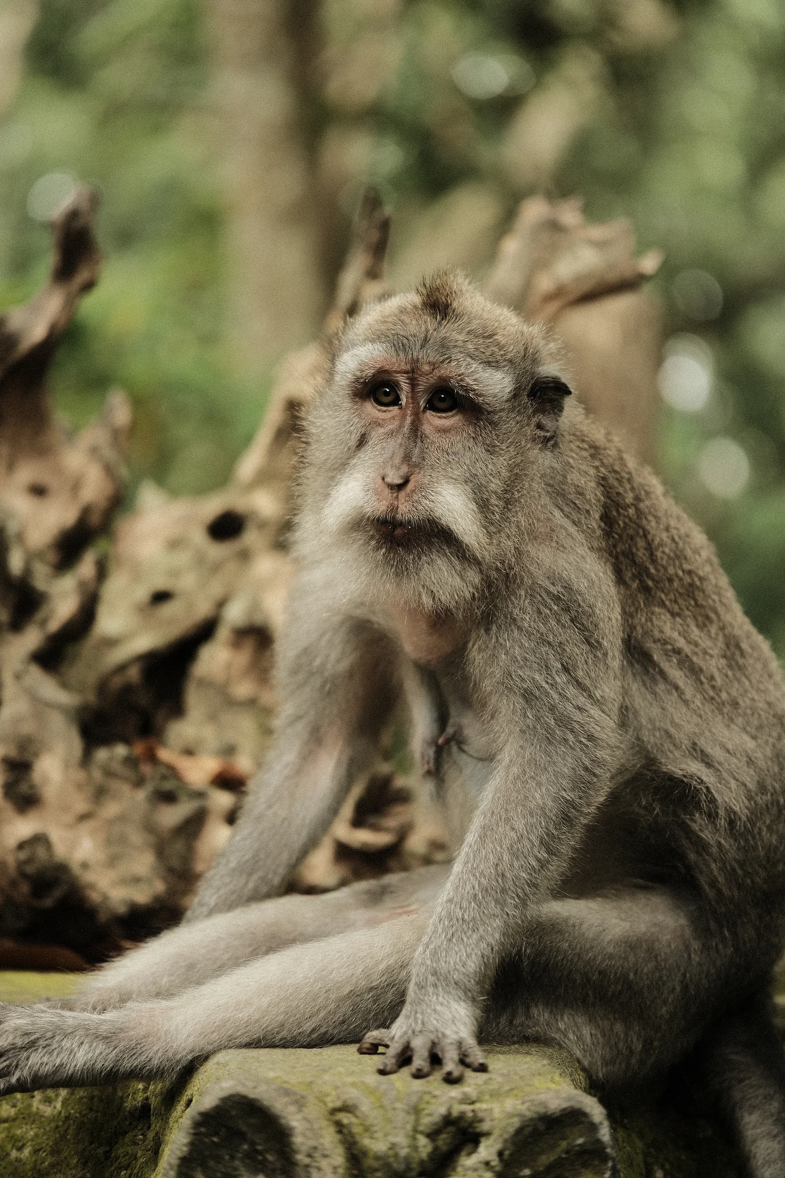 Balinese Bokeh - Photo