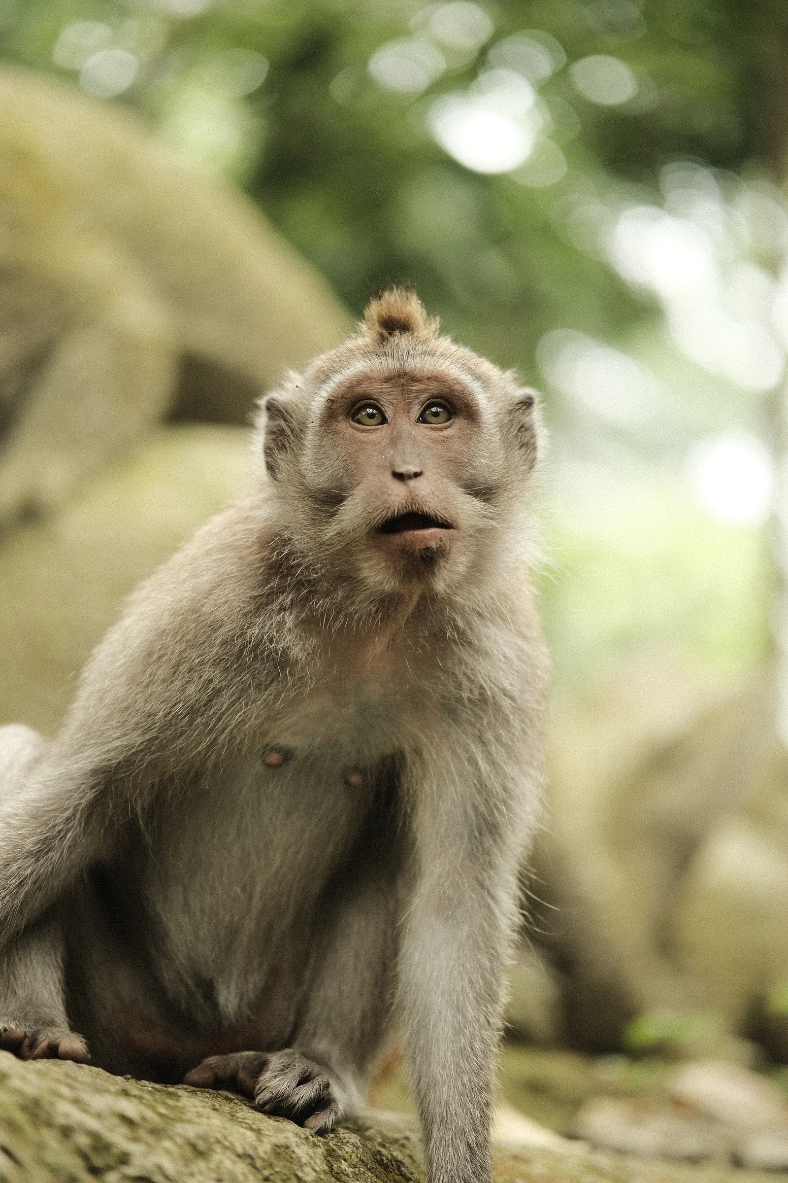 Balinese Bokeh - Photo