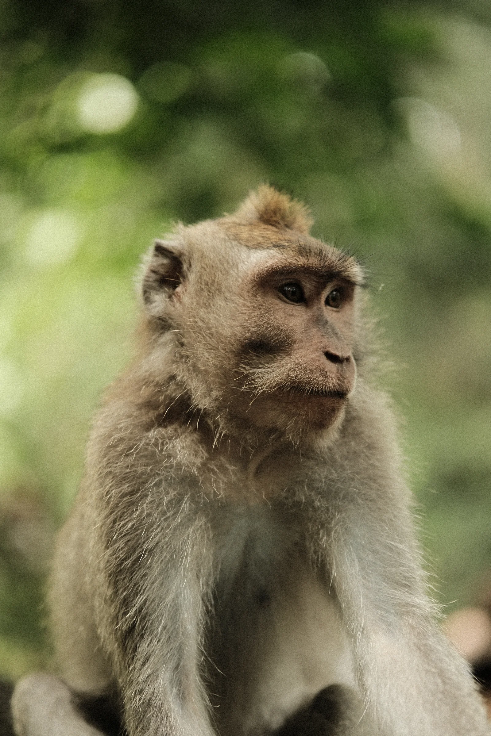 Balinese Bokeh - Photo