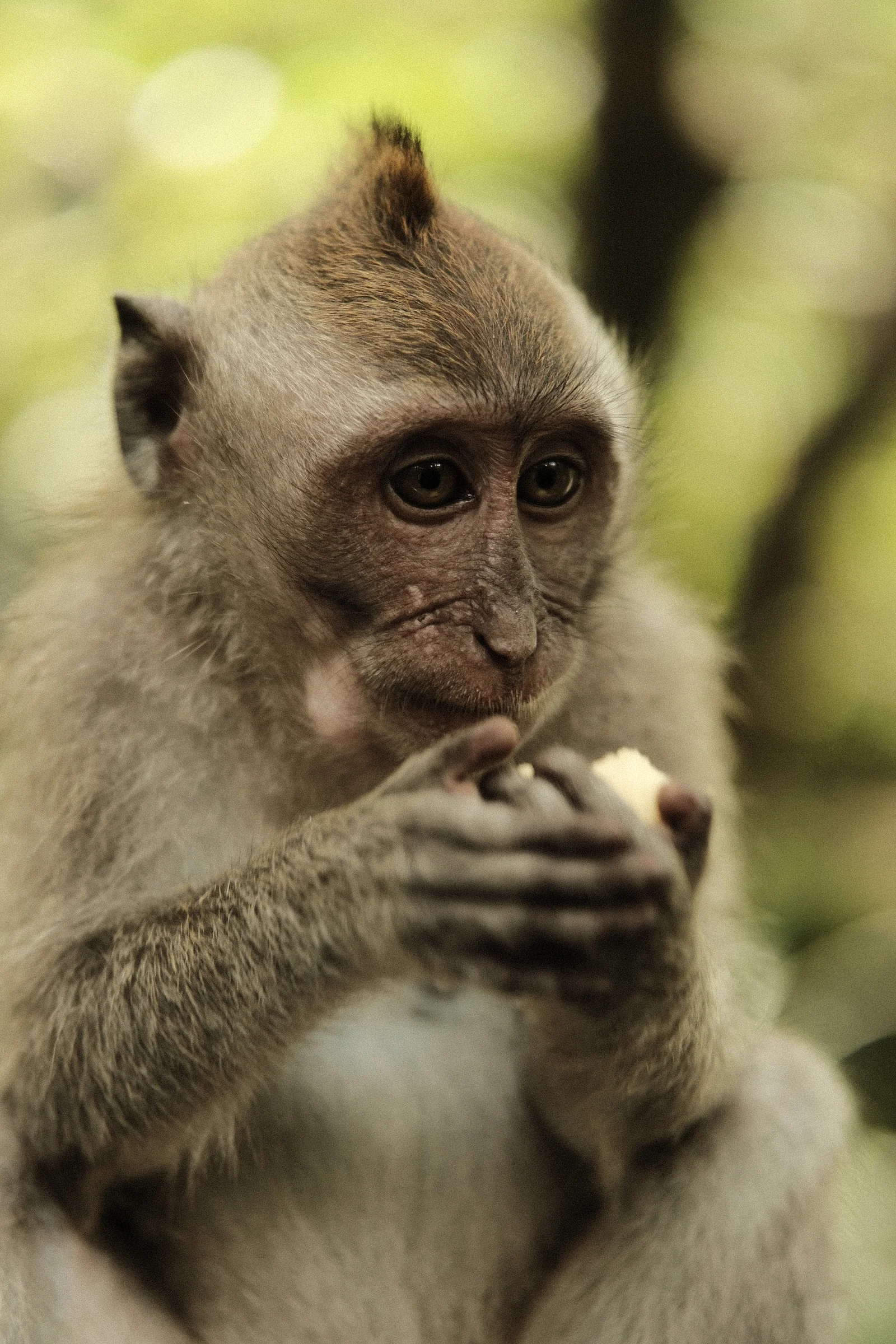 Balinese Bokeh - Photo
