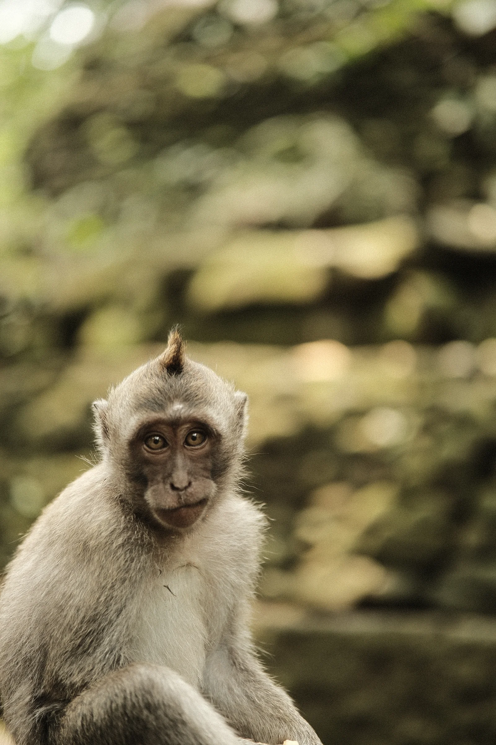 Balinese Bokeh - Photo