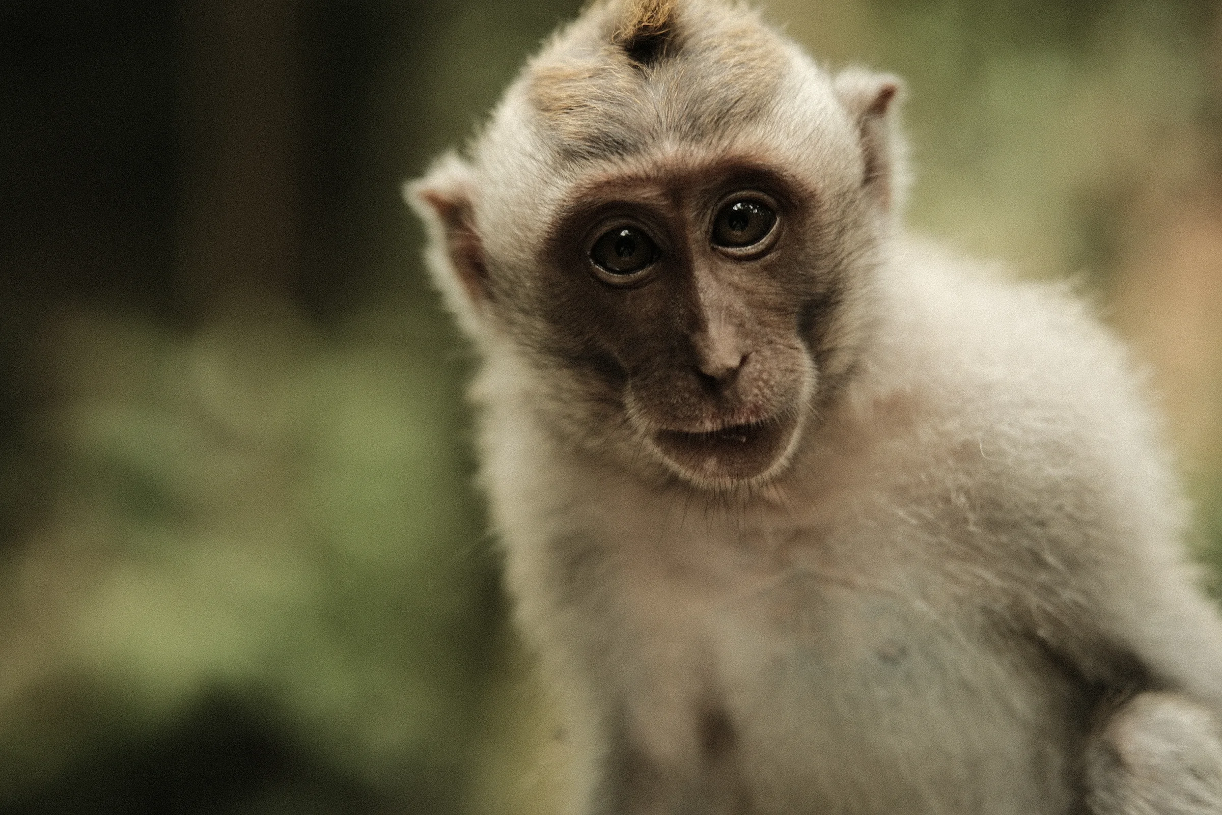 Balinese Bokeh - Photo