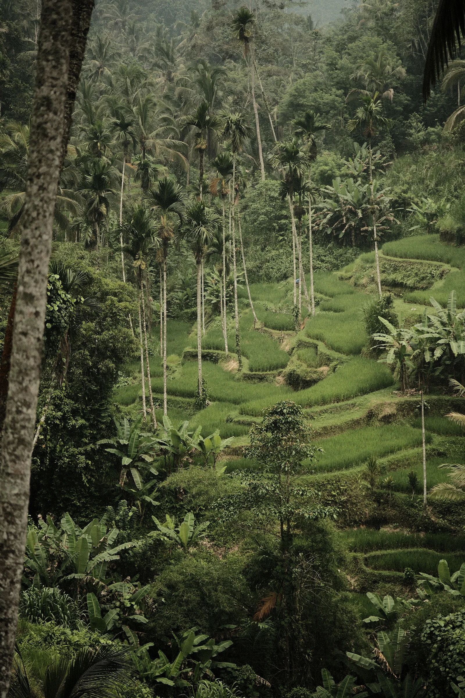 Balinese Bokeh - Photo