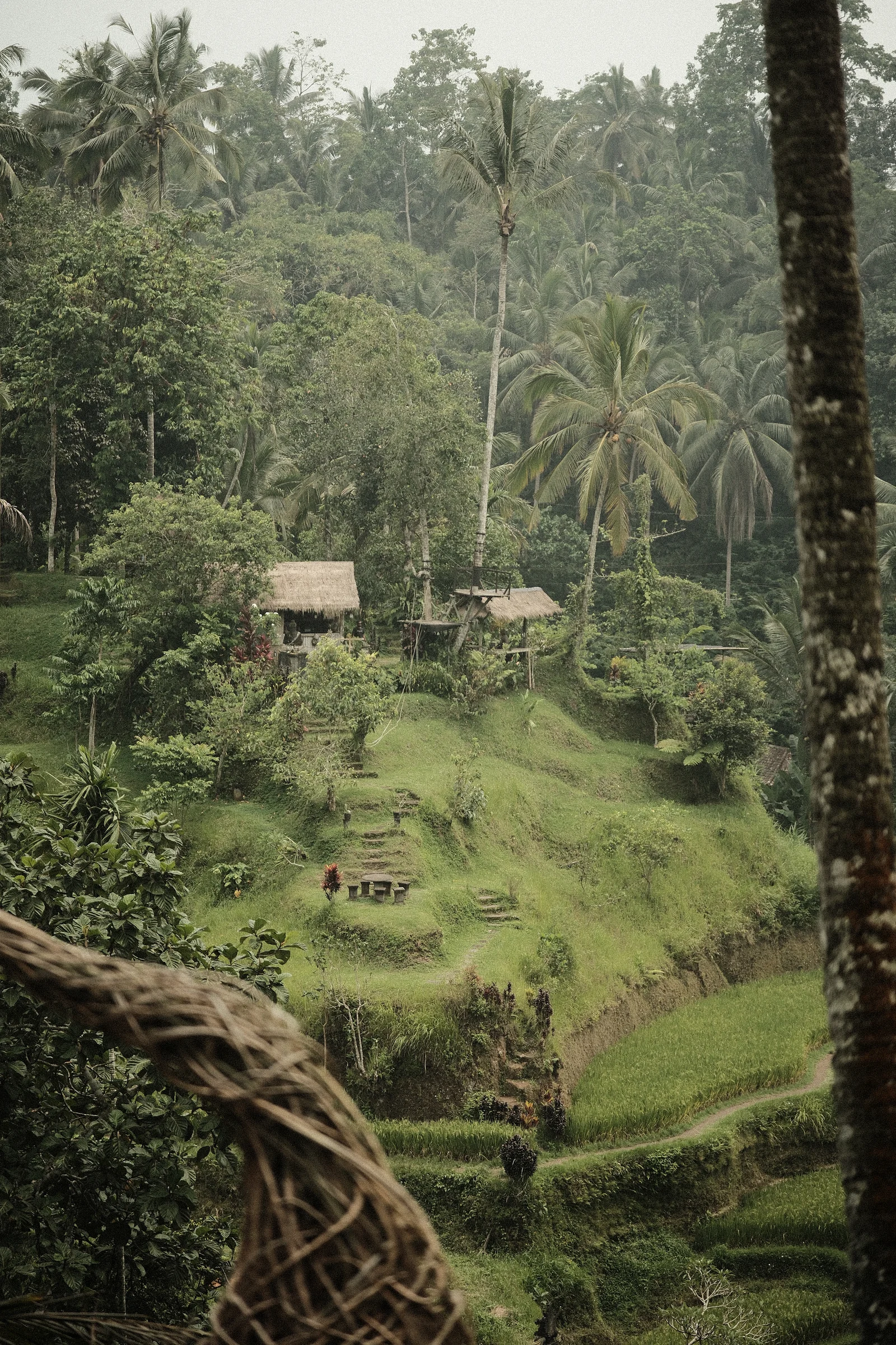 Balinese Bokeh - Photo