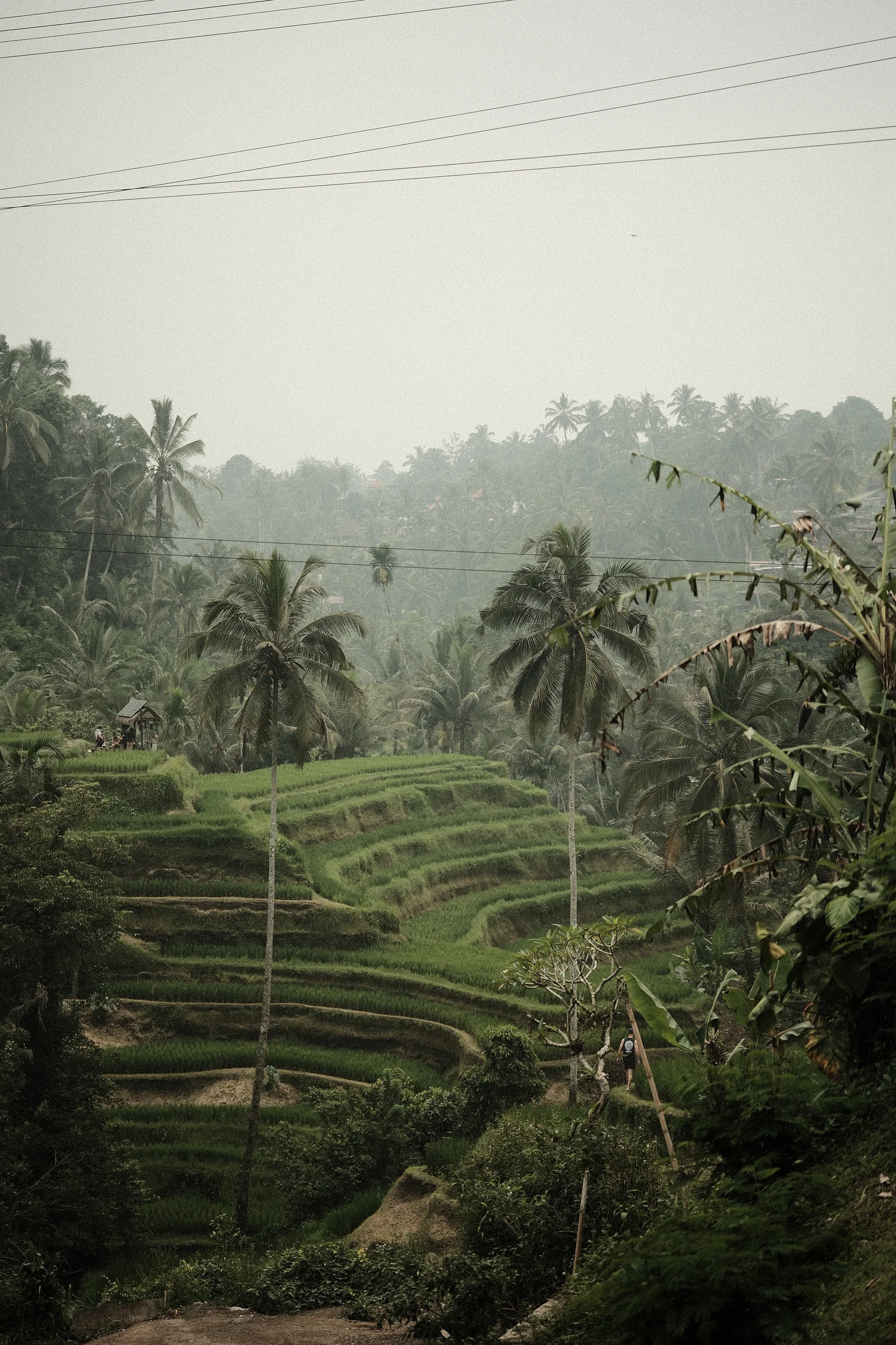 Balinese Bokeh - Photo