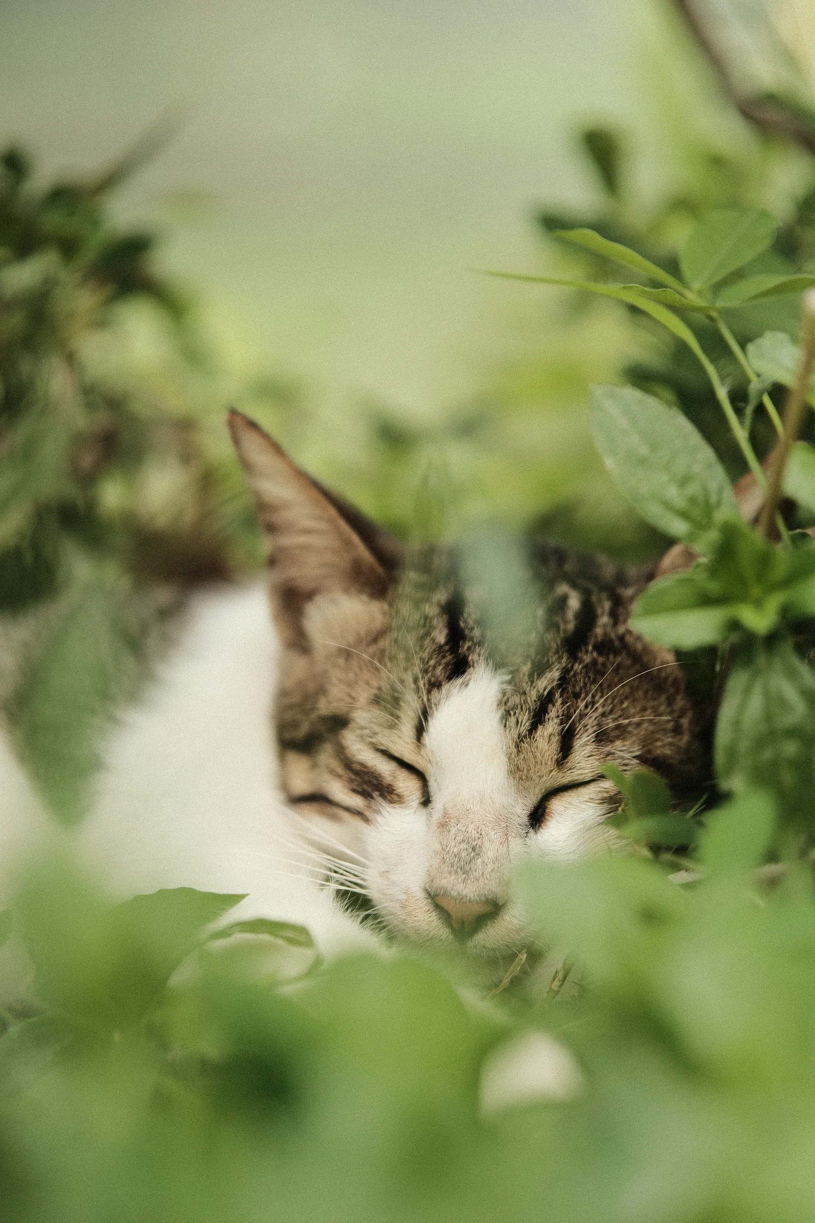 Balinese Bokeh - Photo