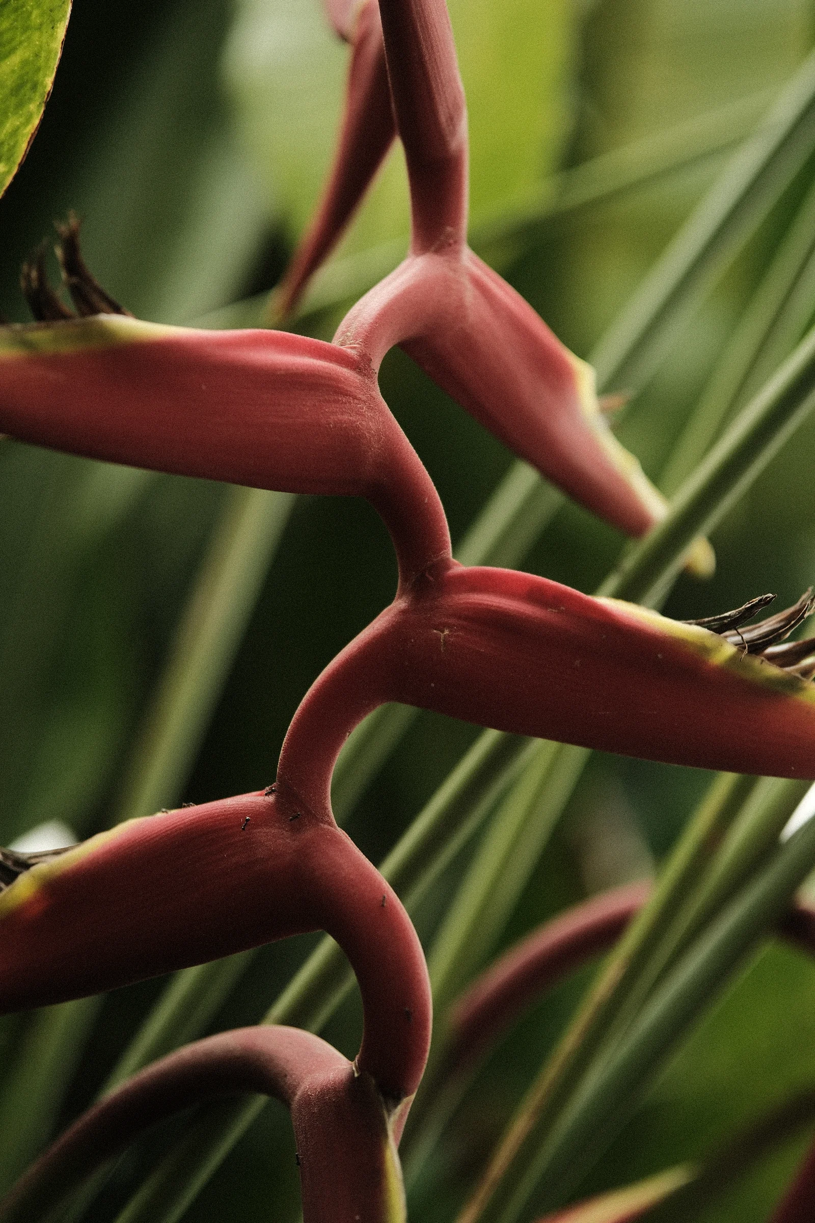 Balinese Bokeh - Photo