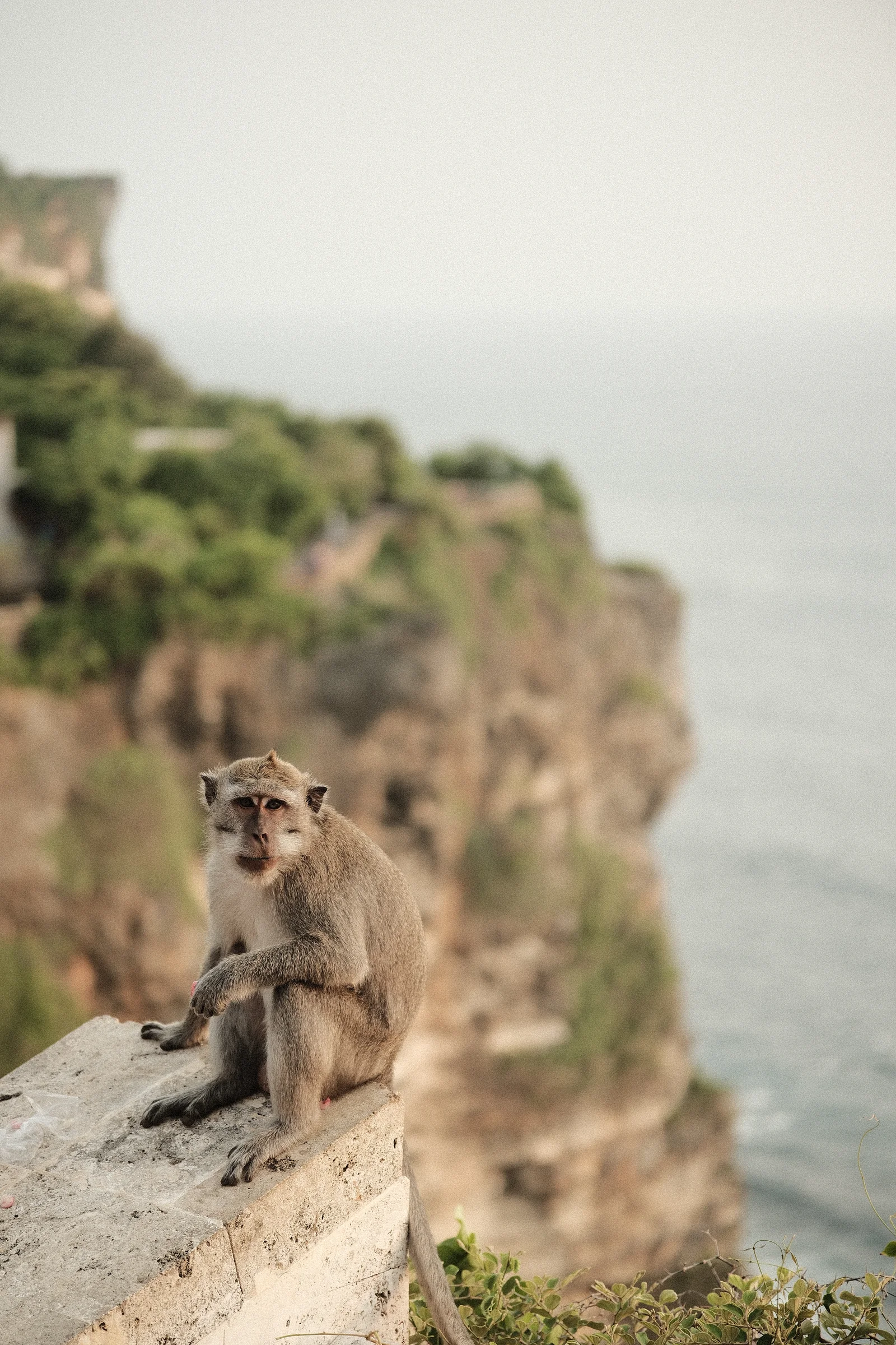 Balinese Bokeh - Photo