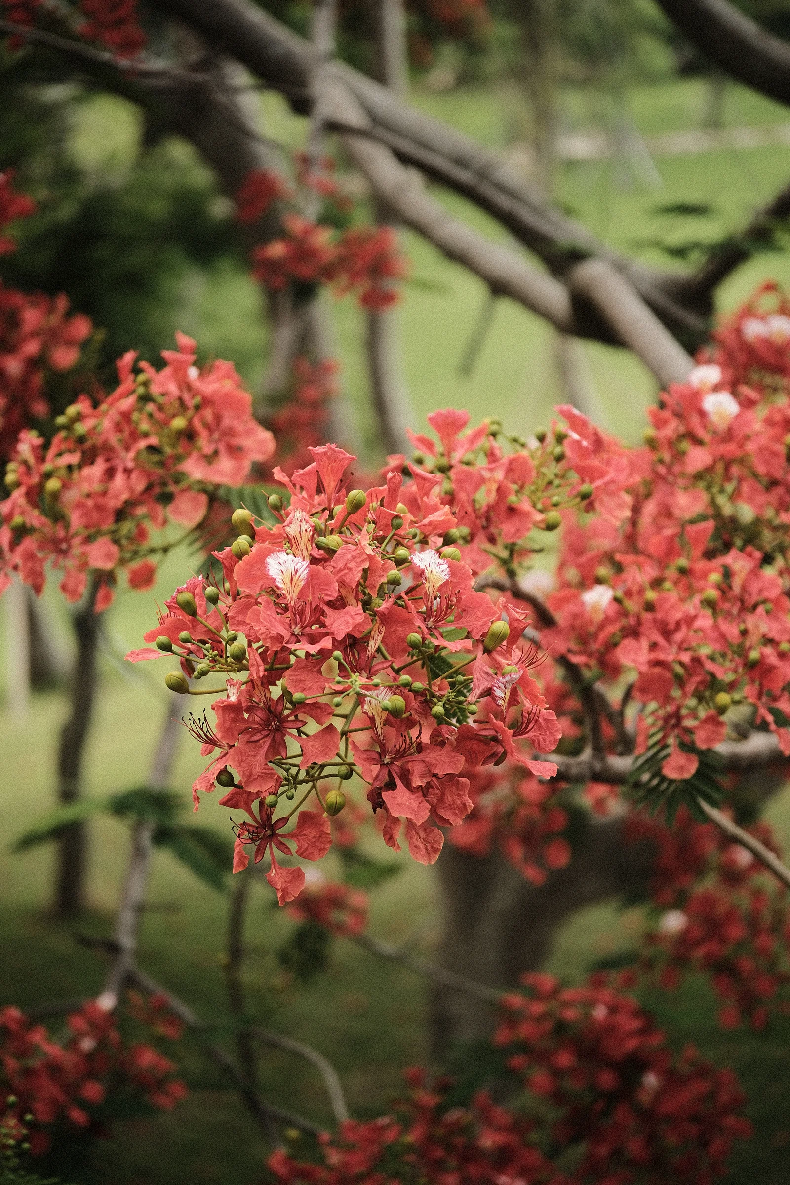 Balinese Bokeh - Photo