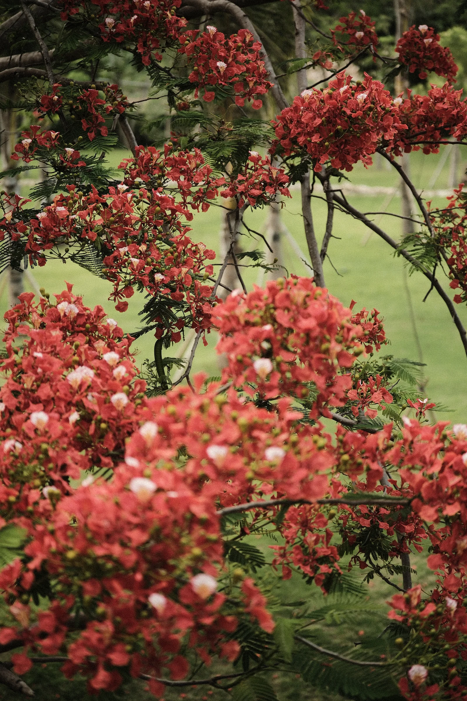 Balinese Bokeh - Photo
