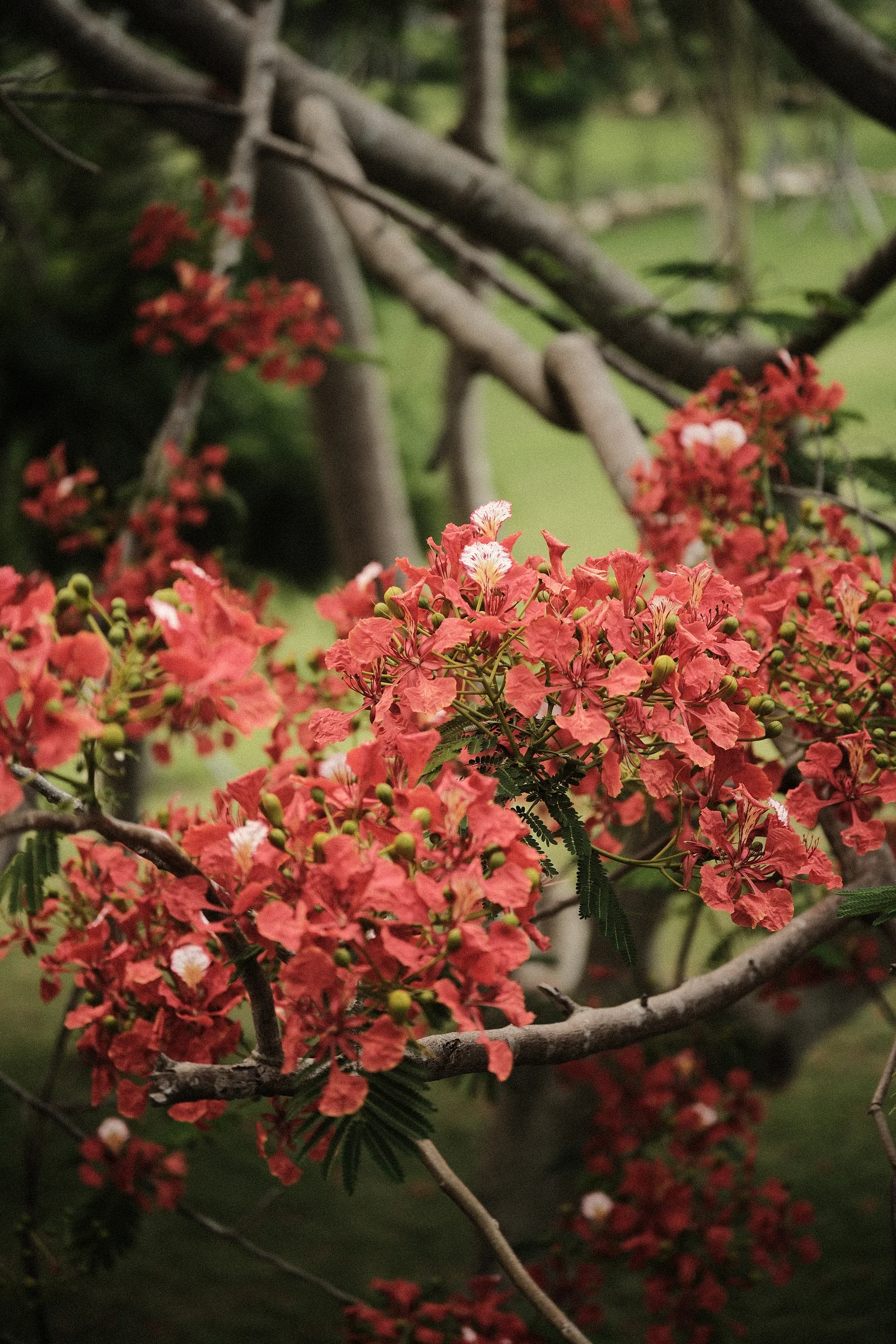 Balinese Bokeh - Photo