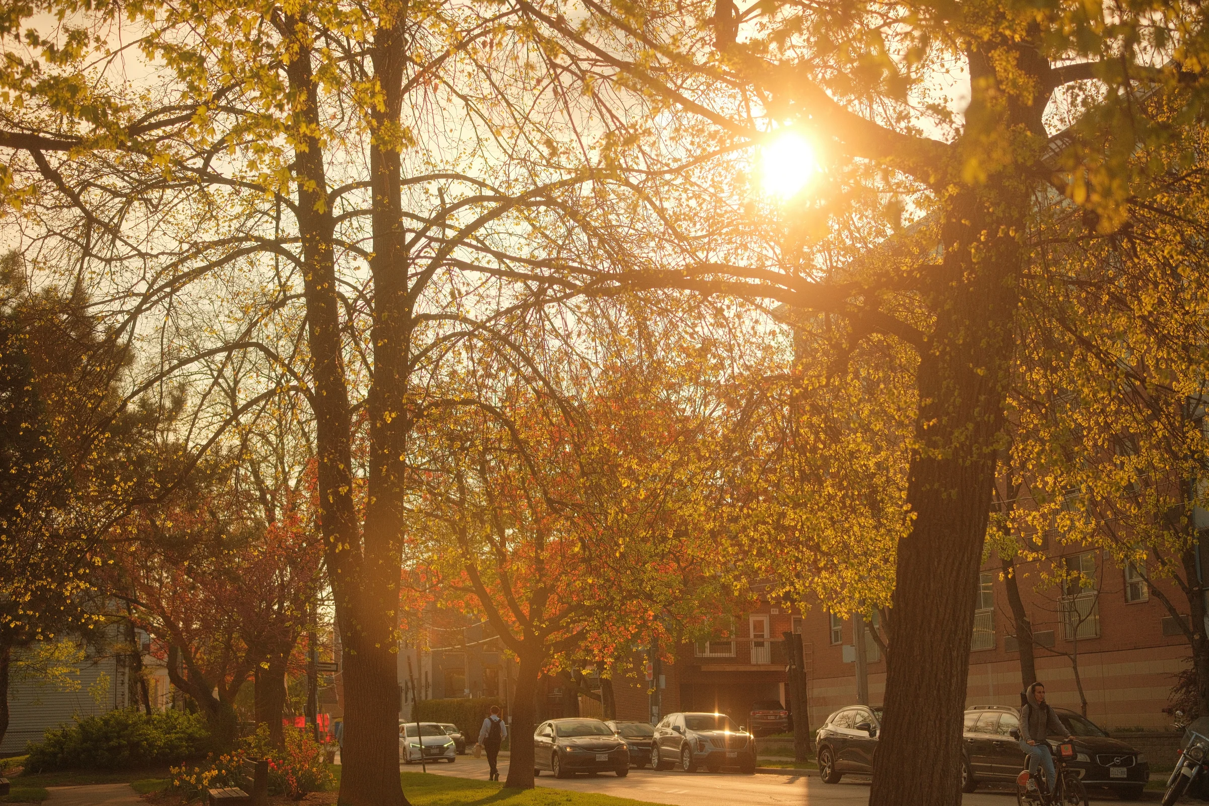 Toronto Spring, 2025 - Photo