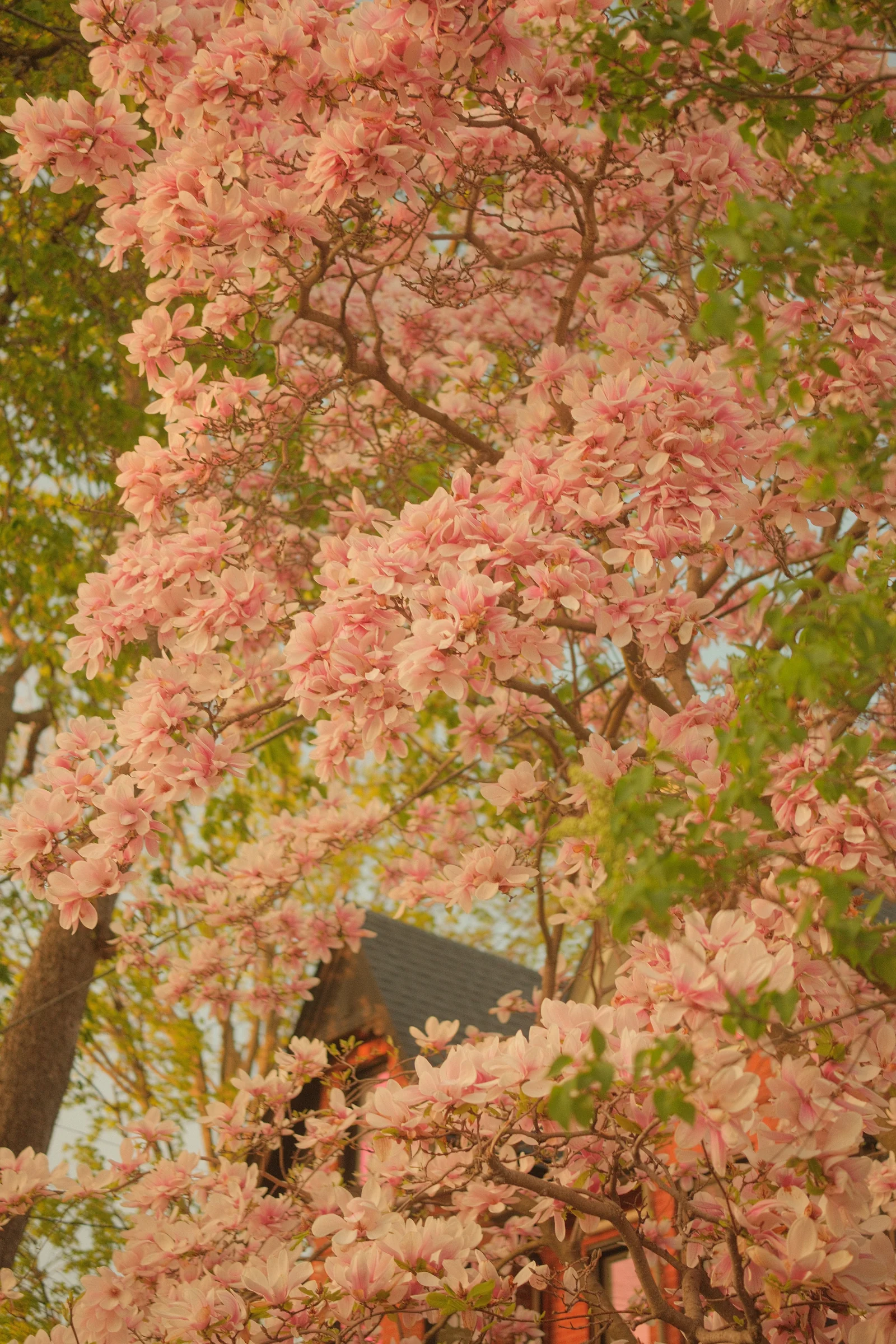 Toronto Spring, 2025 - Photo