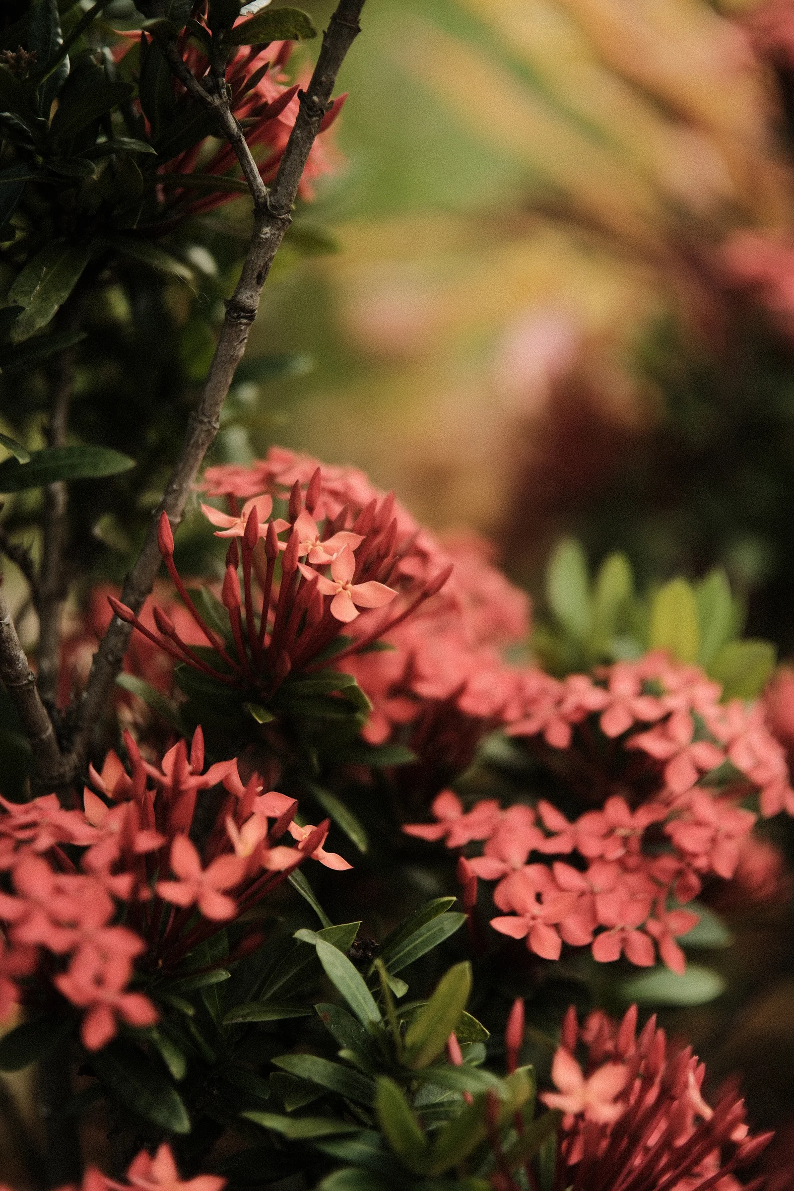 Balinese Bokeh