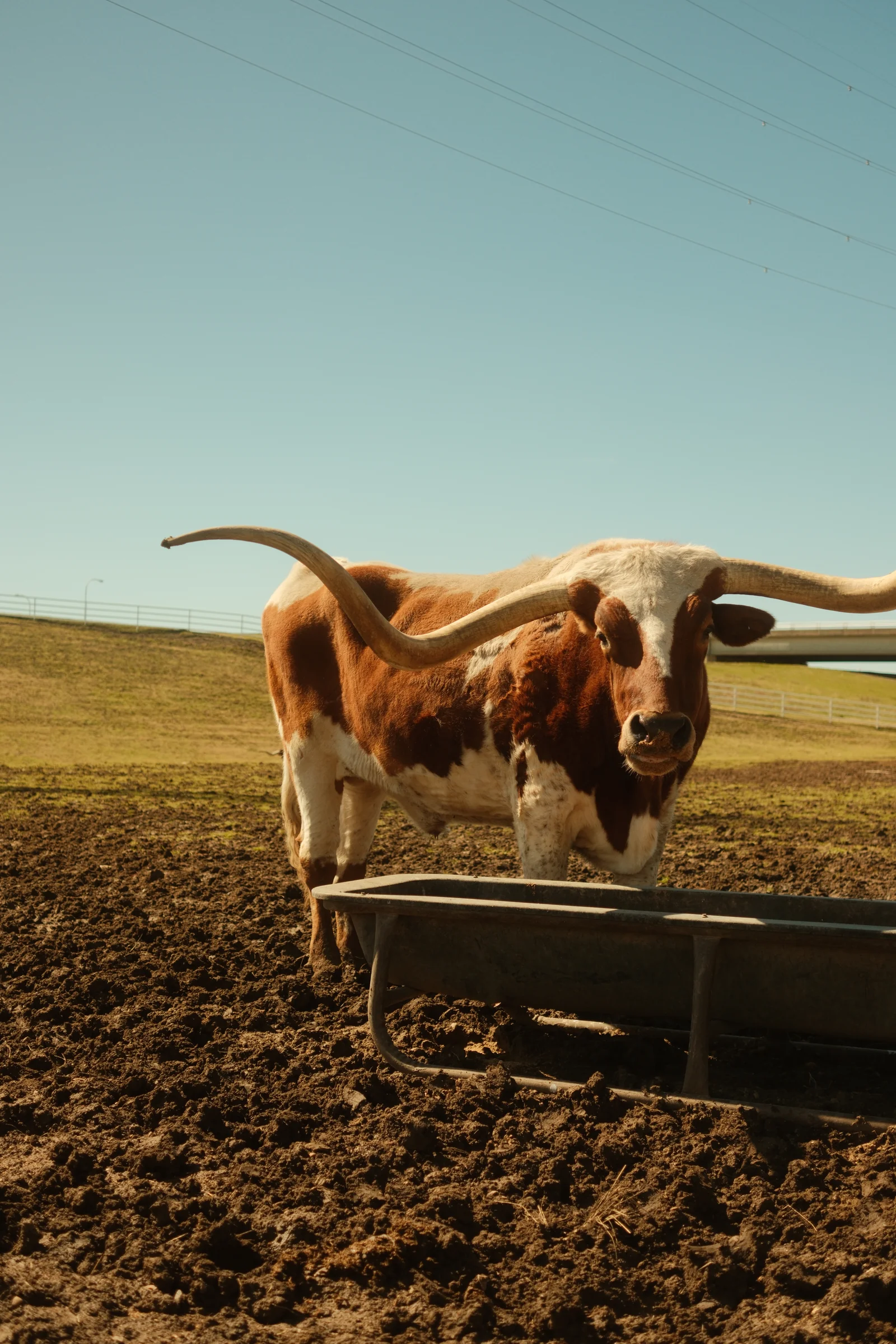 Bigger in Texas